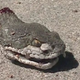 Illustration for article titled Severed snake heads can bite up to an hour after decapitation